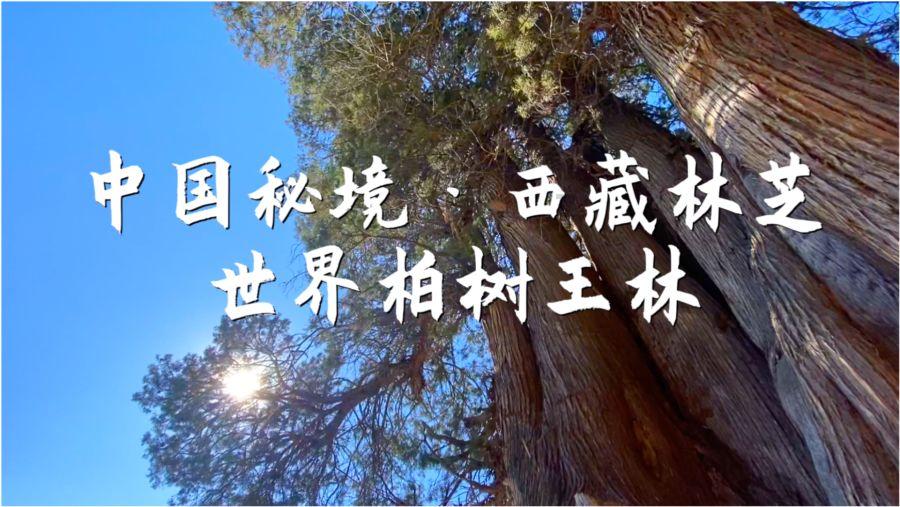 逗小猴开心系列187